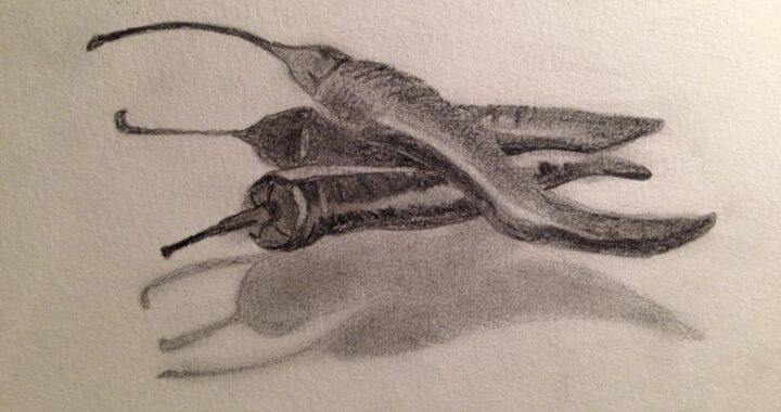 Day 135: Peppers in Pencil on Watercolor Paper